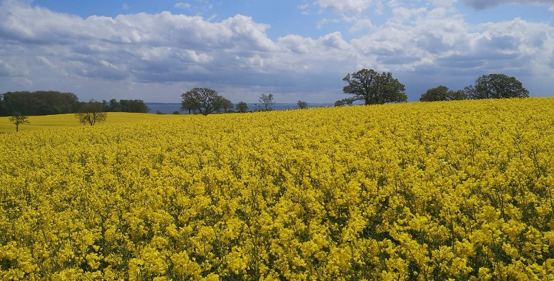 Rapsfeld